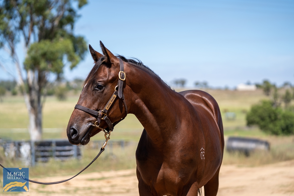 2023 Gold Coast March Yearling Sale Lot 66 Dubious (AUS) Main